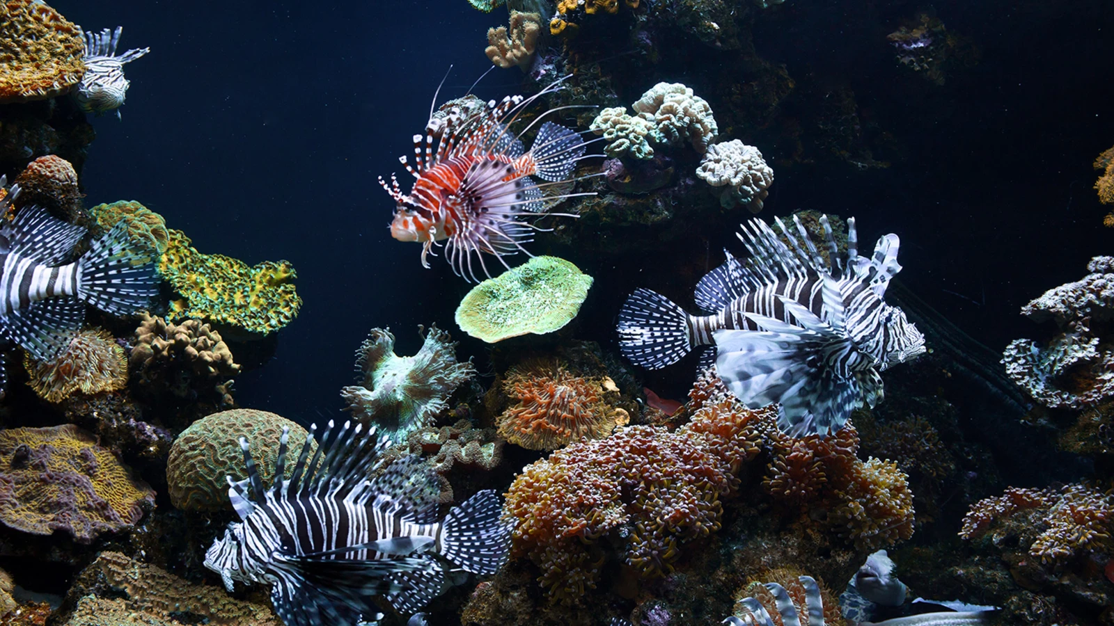 Mediterranean sea life exhibit at Palma Aquarium - day trip by rental car from Palma de Mallorca
